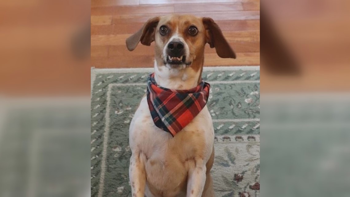 Former Seneca Co. stray goes from sewer to America's hearts - Vimarsana News