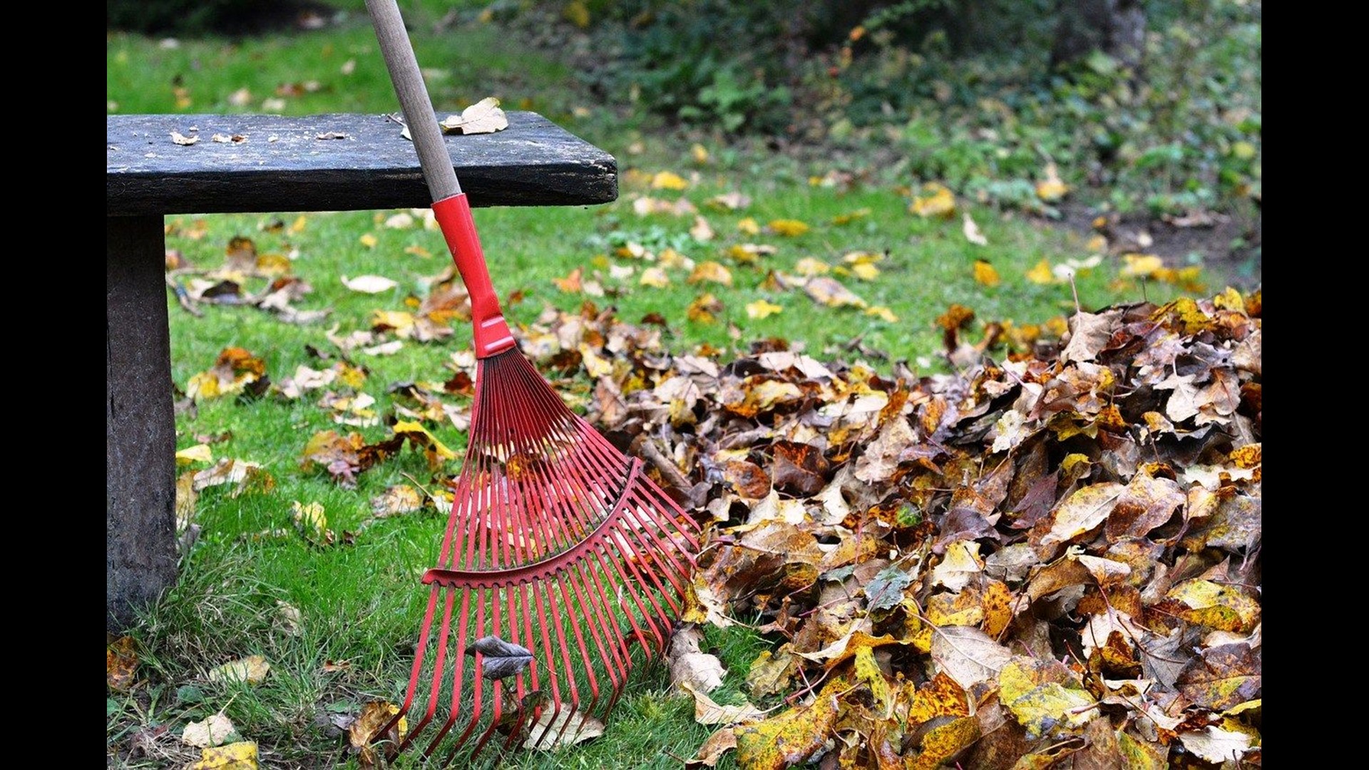 City of Toledo releases leaf collection pickup schedule