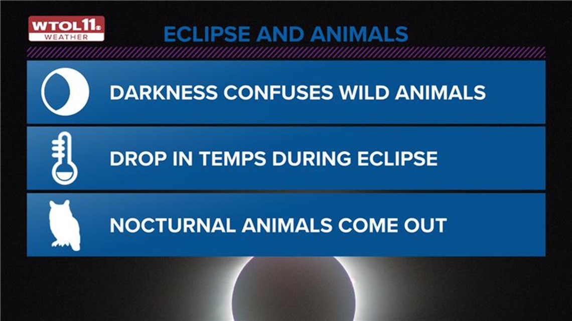 Solar eclipse and animal behavior | WTOL 11 Weather 