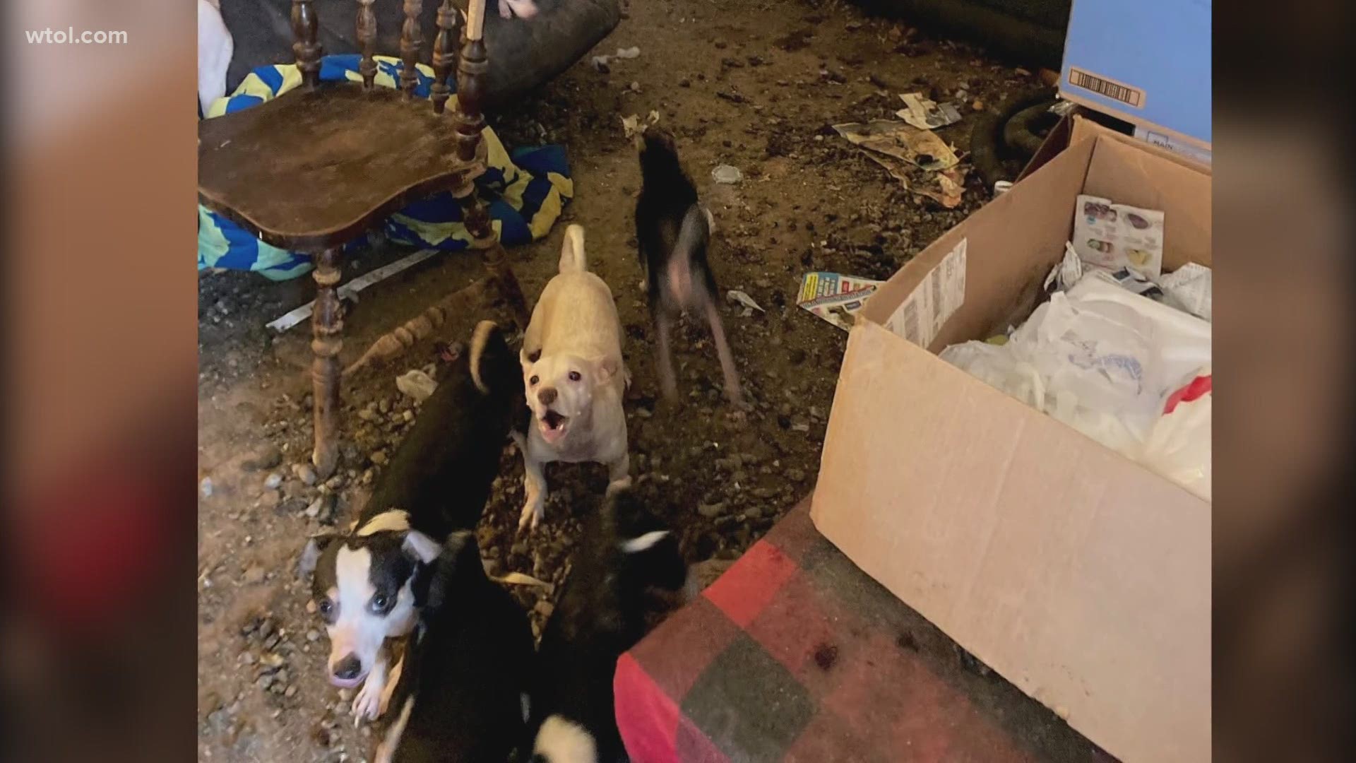 The 12 dogs were removed from a house in 'deplorable conditions' under a month ago, covered in filth and bugs. The now-healthy pups are ready for forever homes.