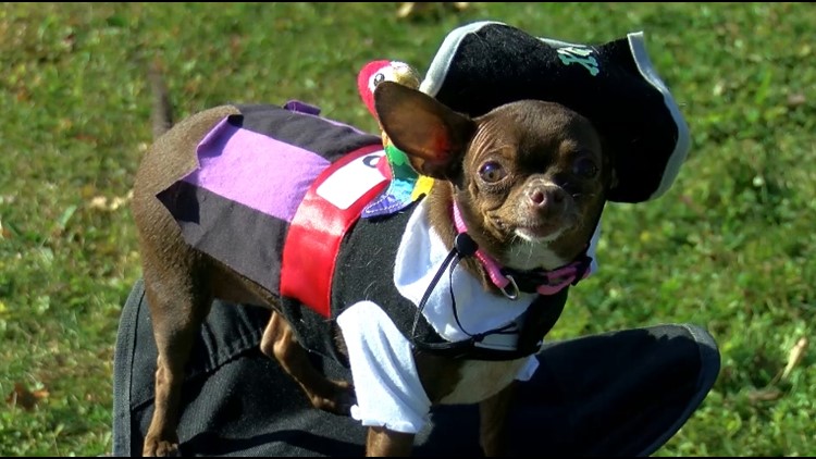 Pet costume contest benefits Toledo Humane Society