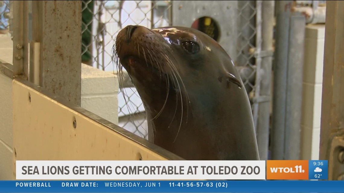 Toledo Zoo gets sea lions from Arizona zoo - Vimarsana News