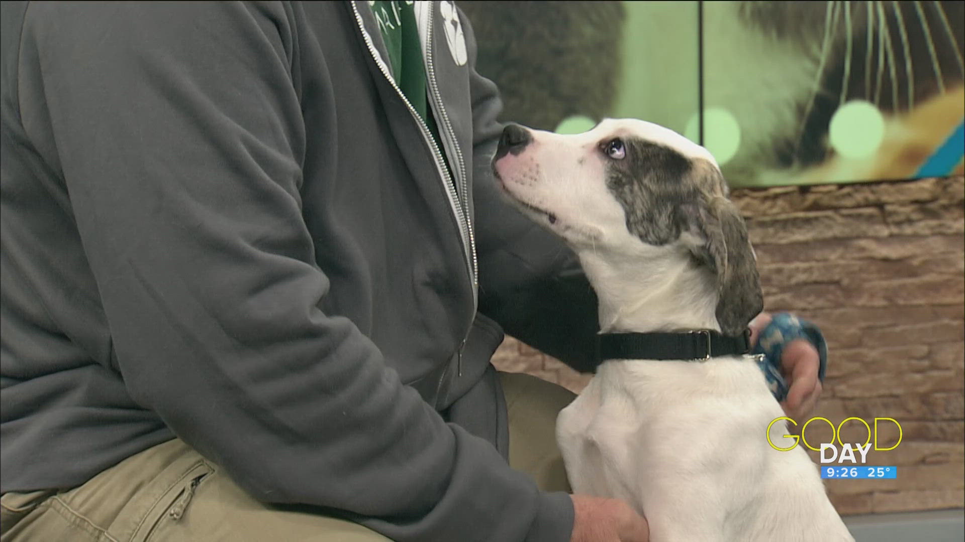 Steve Kiessling of Toledo Animal Rescue introduces 'Milky Way,' an eager pup who needs a home!