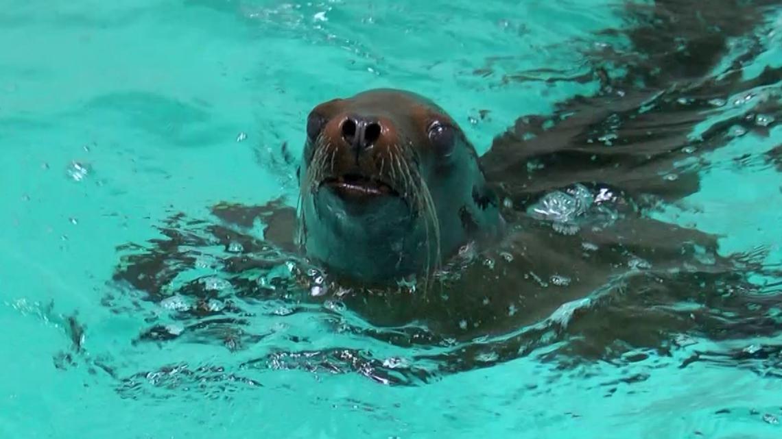 Columbus Zoo announces arrival of 10 California sea lions, 4 harbor seals