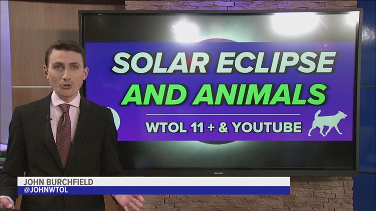 How do animals react to a solar eclipse?
