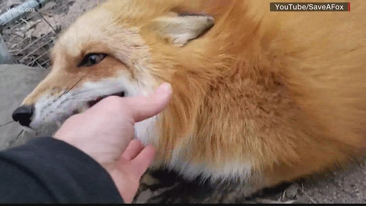 Check this out! An animal rescue facility is rescuing foxes one giggle at a time