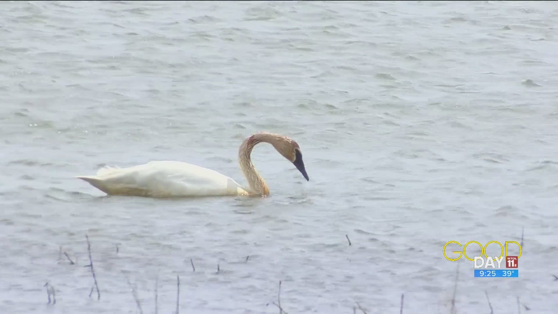 WTOL 11 Reporter Jon Monk talks with Sam Wilhelm at Howard Marsh Metropark, where you can do some winter birdwatching.