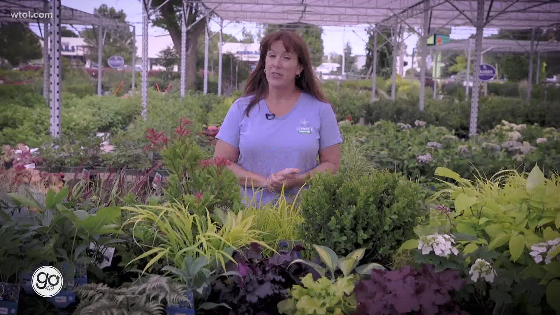 Jenny Amstutz with Nature's Corner goes over best practices to create a colorful garden in a shaded area.