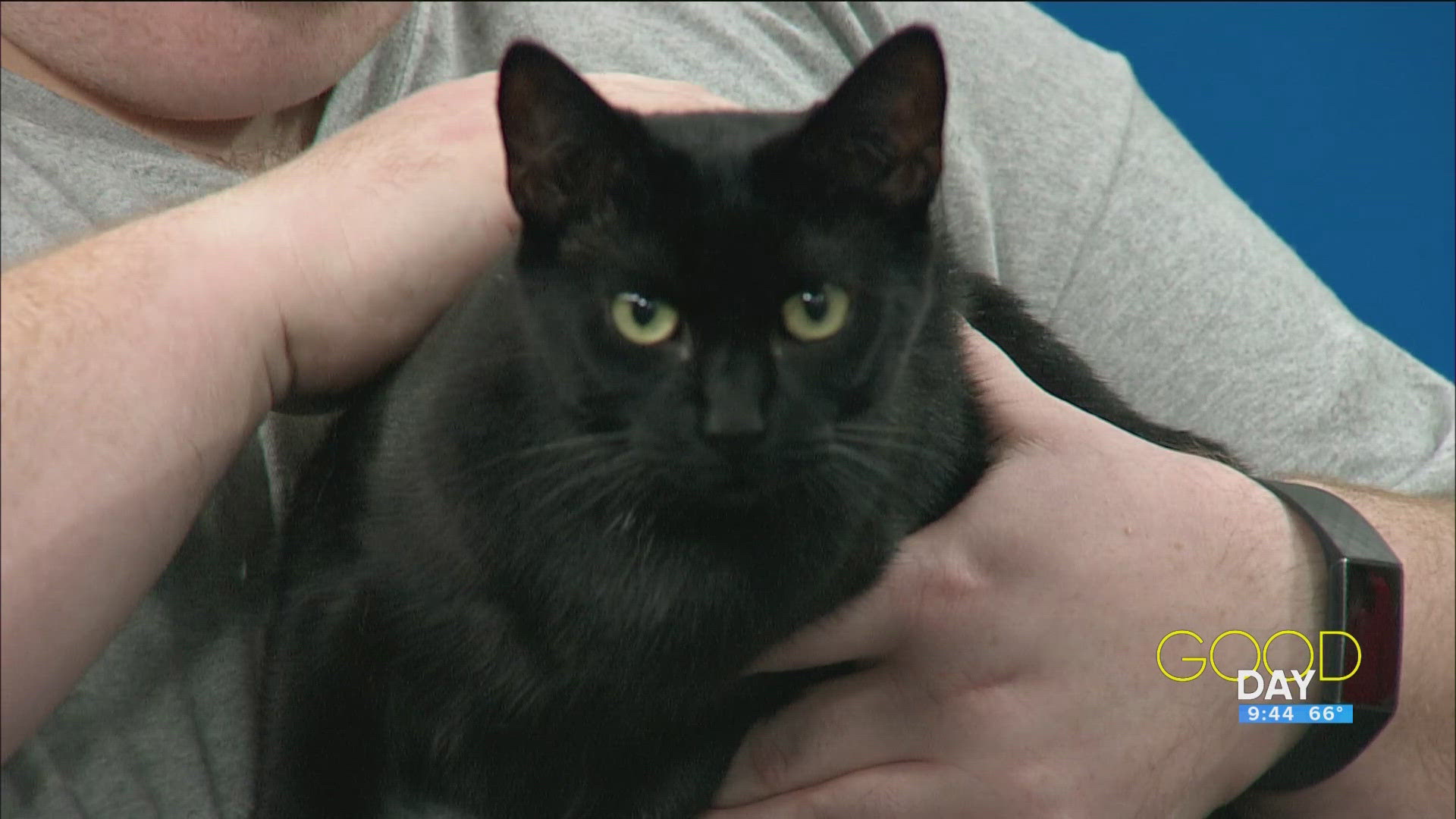 Justin Harig of Paws & Whiskers introduces 'Lorelei', a black cat in need of a forever home. 