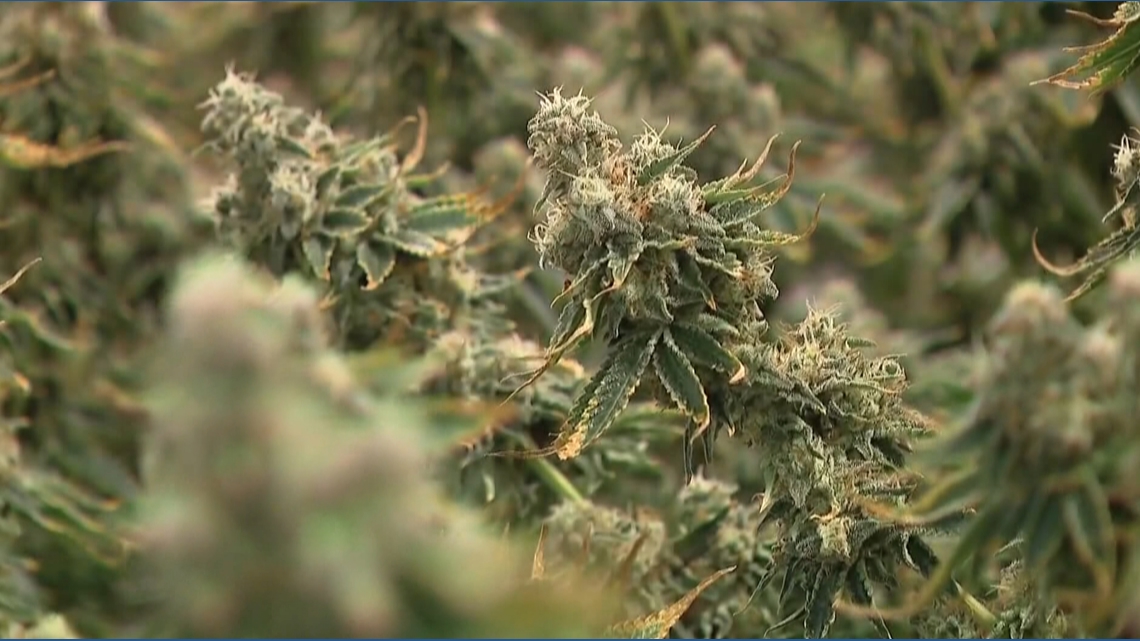 Michigan lawmakers propose tax increase on marijuana wholesalers, money earmarked for state's road project