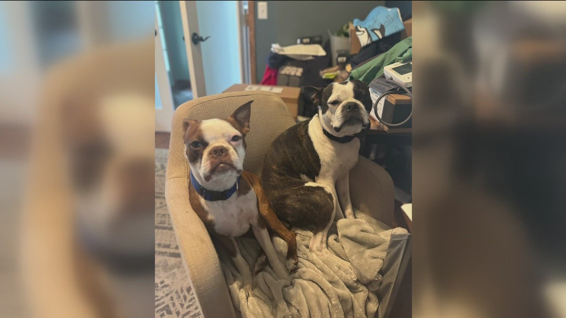 No charges will be filed against Blissfield Police Chief Dale Greenleaf, who shot two dogs last month after he said they attacked him.