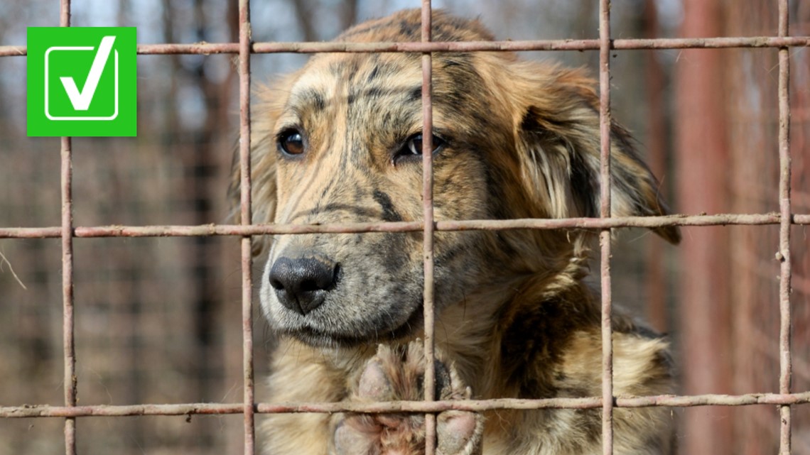 Can you take someone's pet if it is being neglected outside? - Vimarsana News