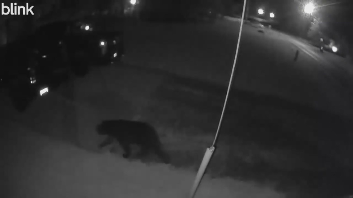 Black bear spotted on security camera becomes overnight celebrity in Flat Rock, Michigan