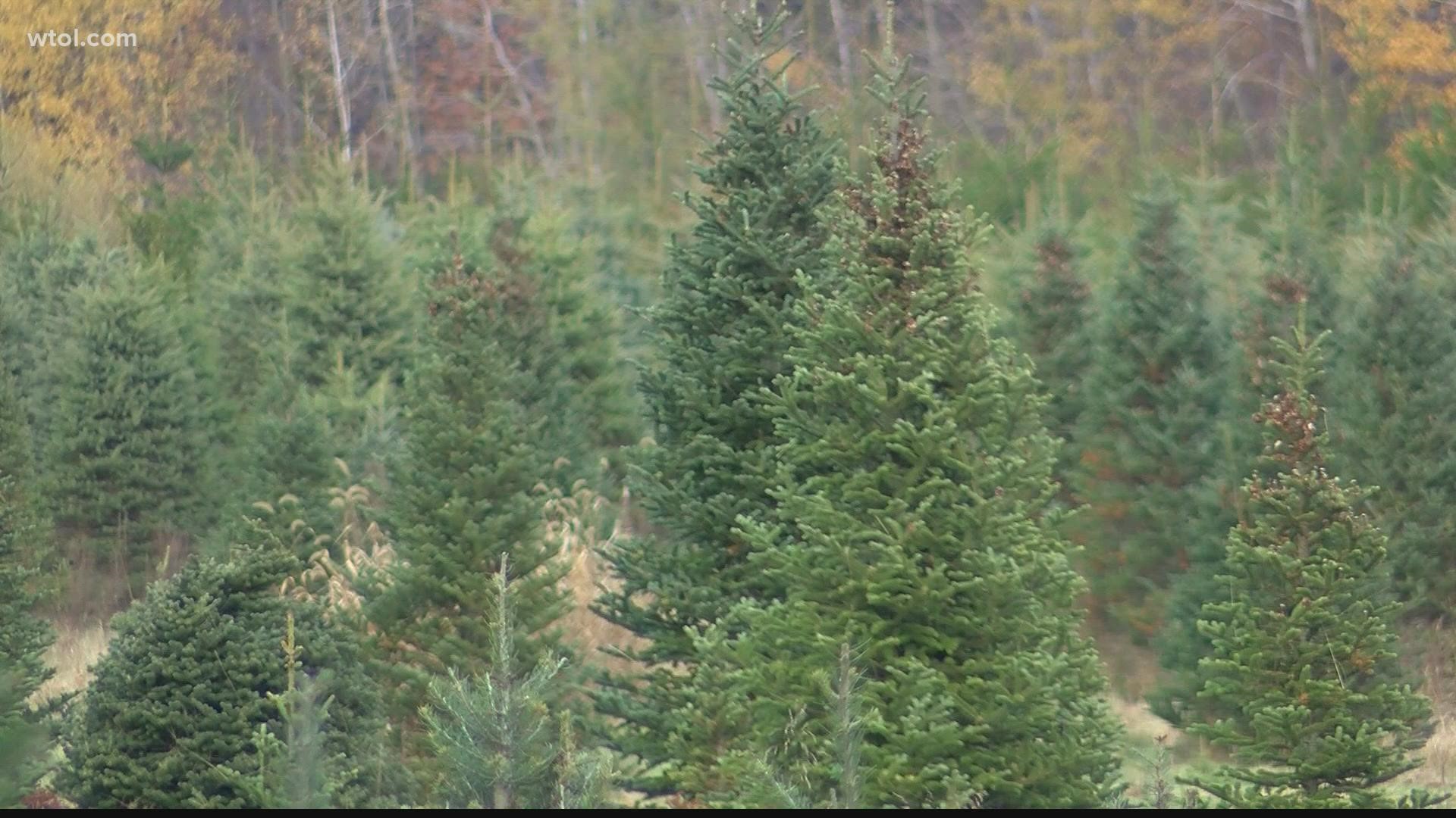 The Trees for Troops program has provided more than 262,000 Christmas trees to military families since 2005. This year, trees from Whitehouse will go to Fort Sill.