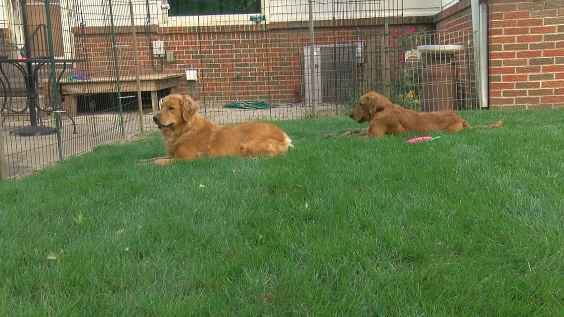 Golden retriever best sale backyard breeder