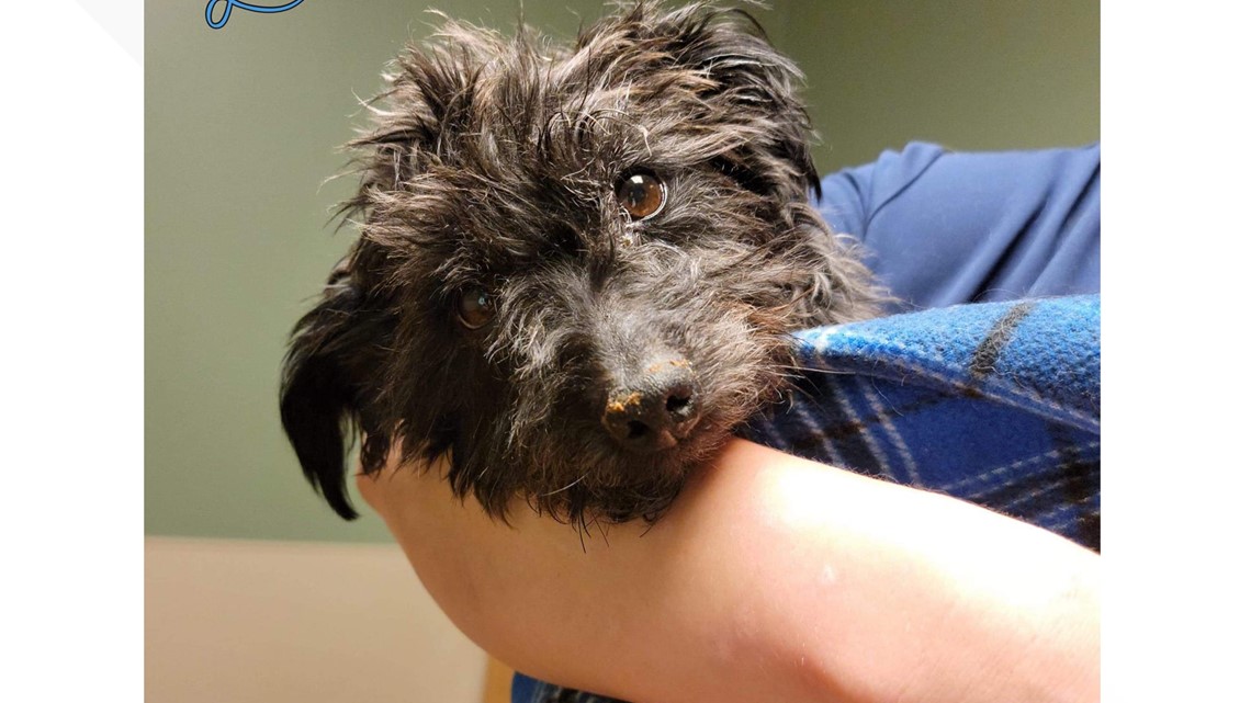 Small Grey Dog Recovering After Being Found In a Parking Lot - Vimarsana News