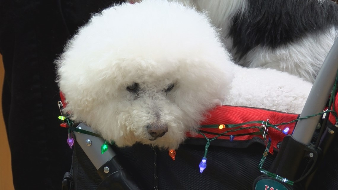 Bichon frise therapy store dog