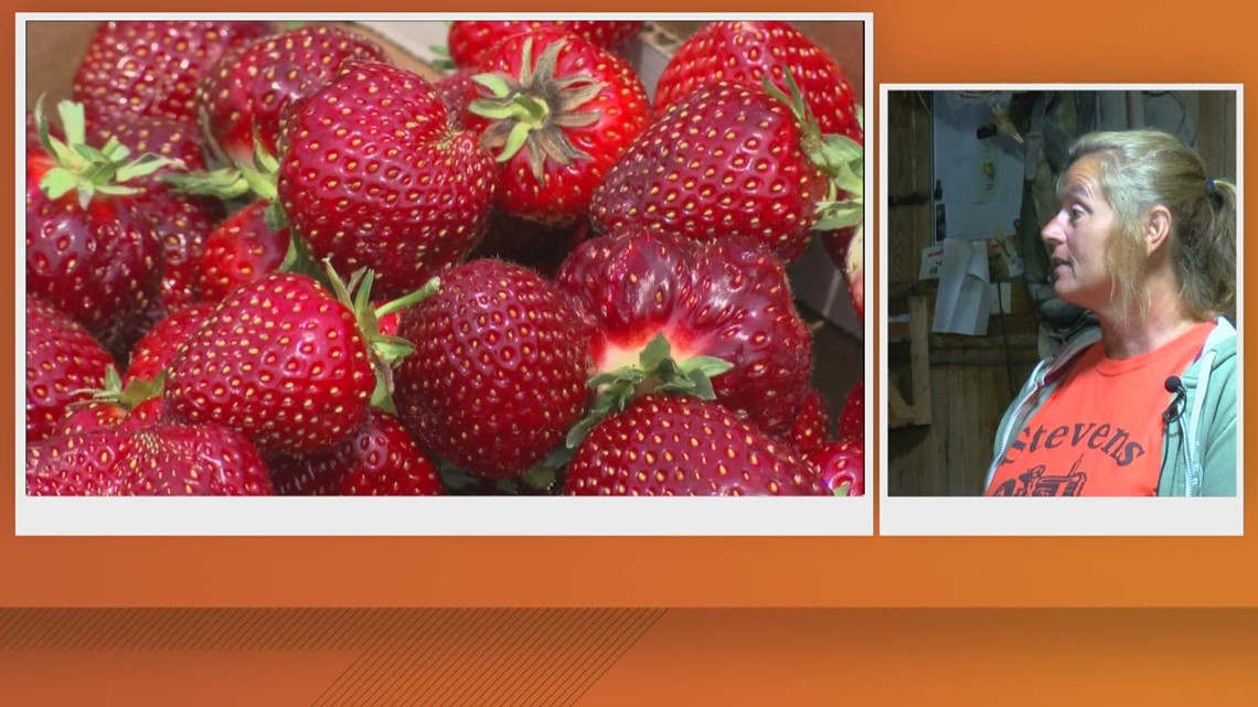 Stevens Gardens welcomes U-Pick for strawberry season