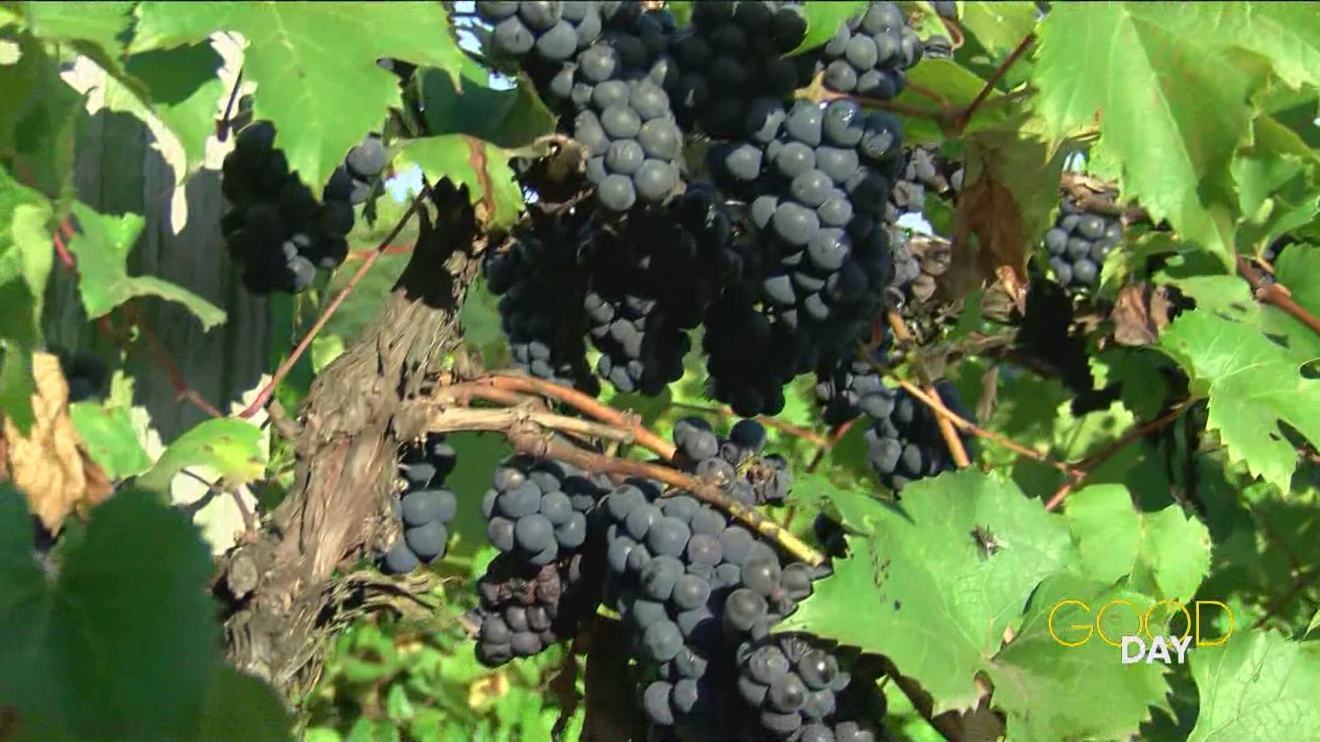 Diane visits the Flying Otter Winery in Adrian, Michigan to learn about the autumn grape harvest.
