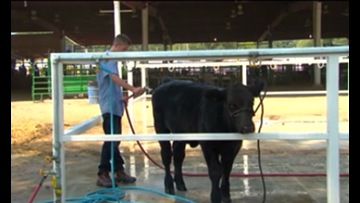 Livestock Food Pantry Program Run Through United Way In Hancock