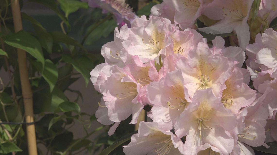 Gardening expert advises residents on protecting plants ahead of frost