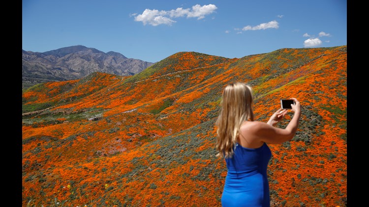 CAPTURED SCENERY TOP POPPY トップス Tens of thousands converge on California 'poppy apocalypse' | wtol.com