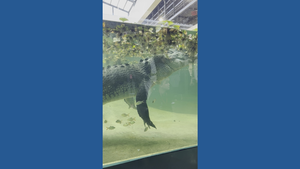 Toledo Zoo Reptile House to reopen with modern upgrades, historic charm