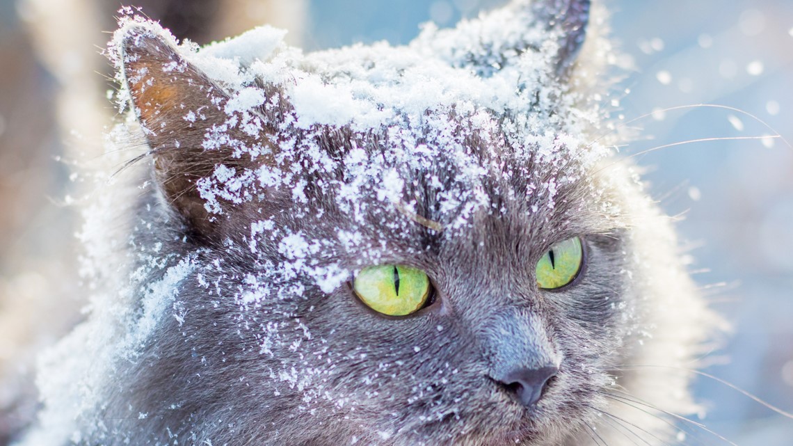 Keeping the cold out, and the animals in: Wood County Humane Society talks winter pet safety