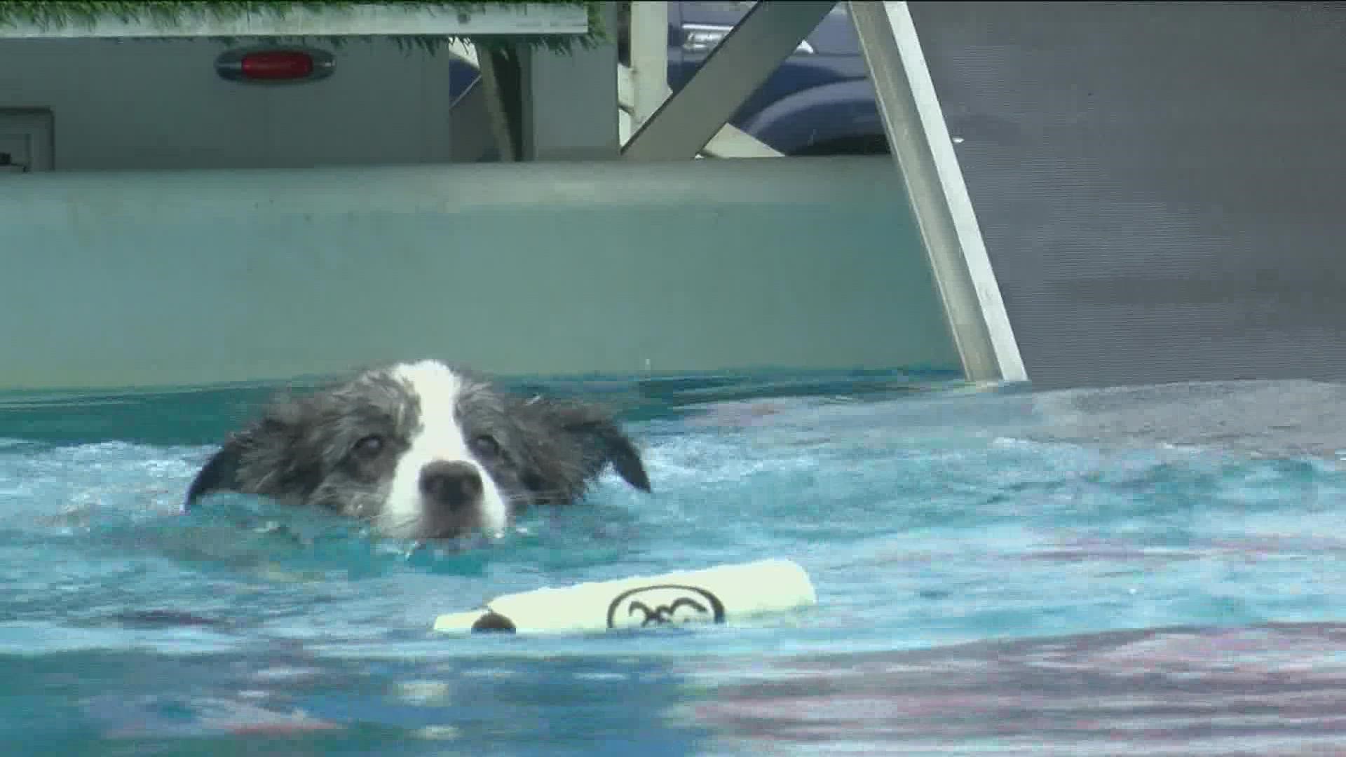 Whether they were jumping one foot into the water or 30 feet, canine competitors and their owners were having a great time bonding at the event.