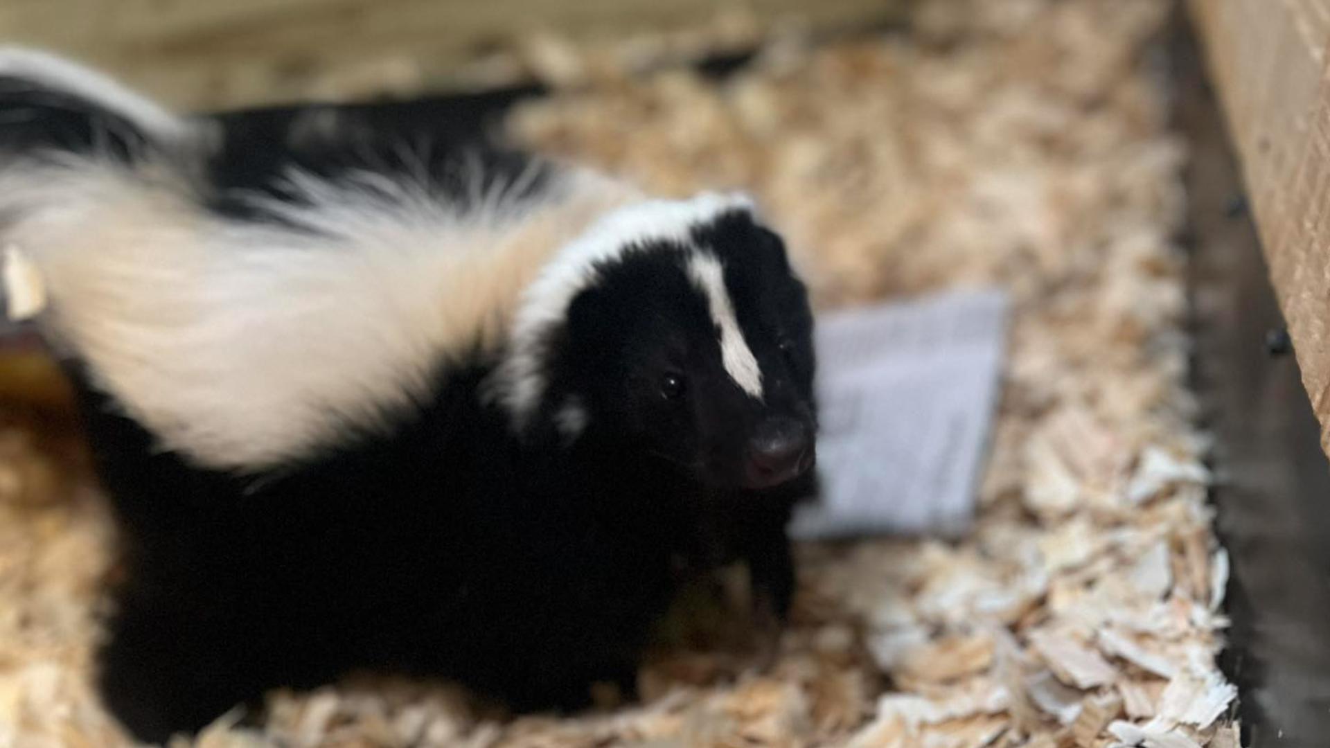 Skunks In Ohio Ohio wildlife refuge needs help releasing skunks | wtol.com