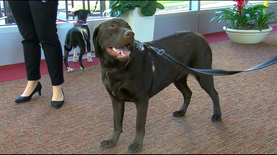 Lucas County dog licenses: How to get them