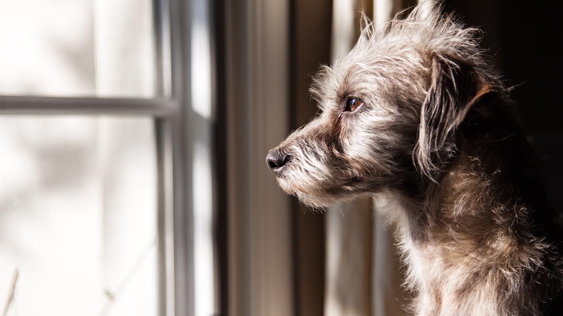 How to keep dogs occupied while you are at work - Vimarsana News