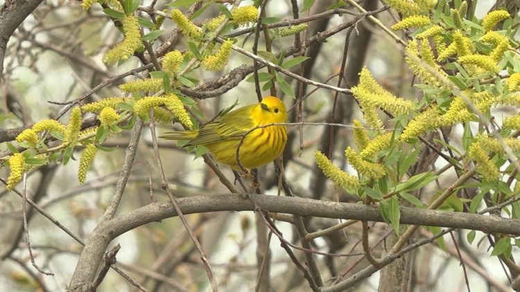 The Biggest Week in American Birding returns through May 15