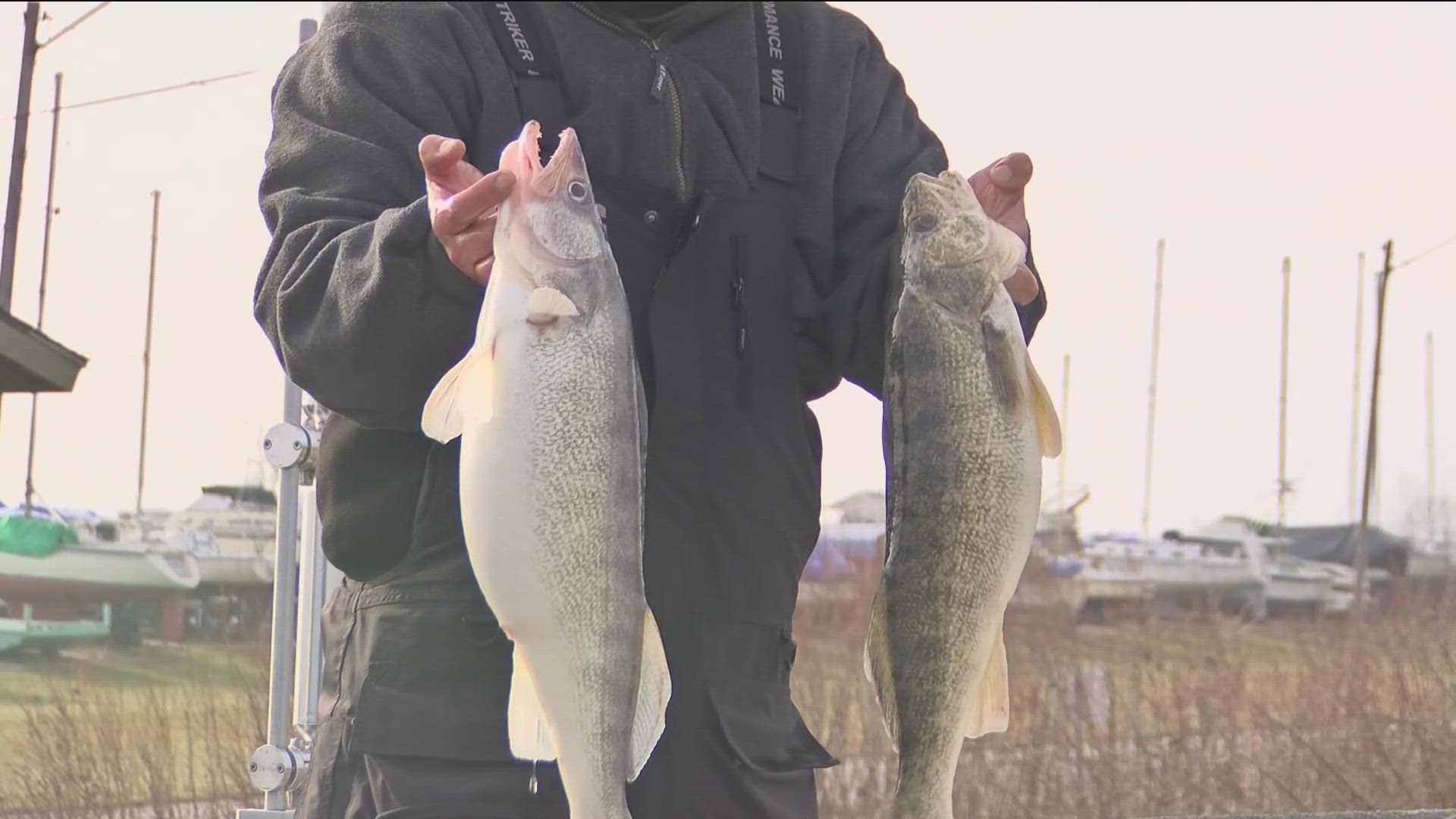 Experts say sport fish should be consumed once a week.