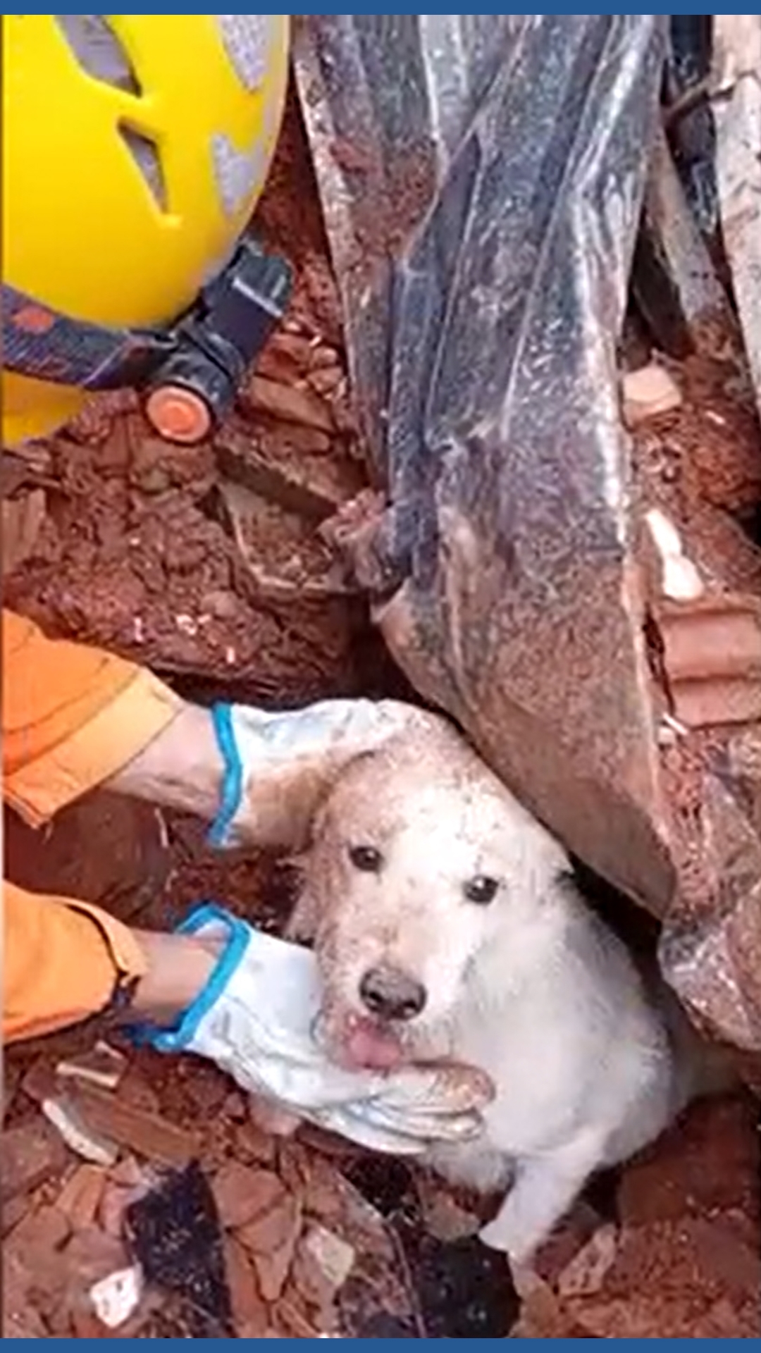 Dog rescued from landslide rubble as deadly floods hit southeastern ...