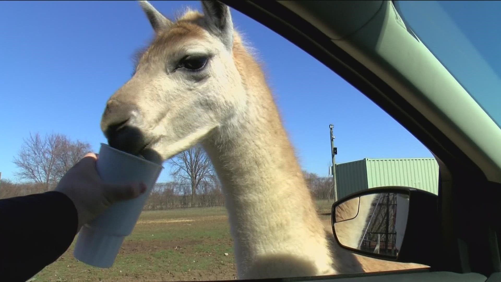 Kristy Gerlett visits the African Safari Wildlife Park in Port Clinton.