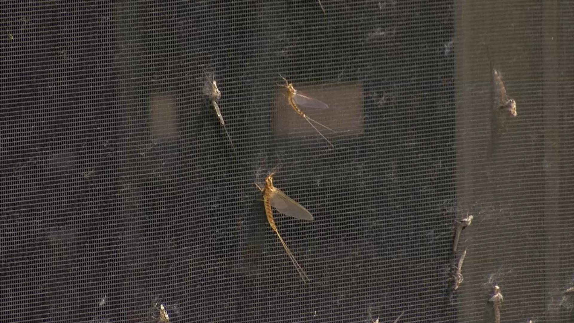 Mayflies have begun to emerge across northwest Ohio, marking summer's arrival along Lake Erie.