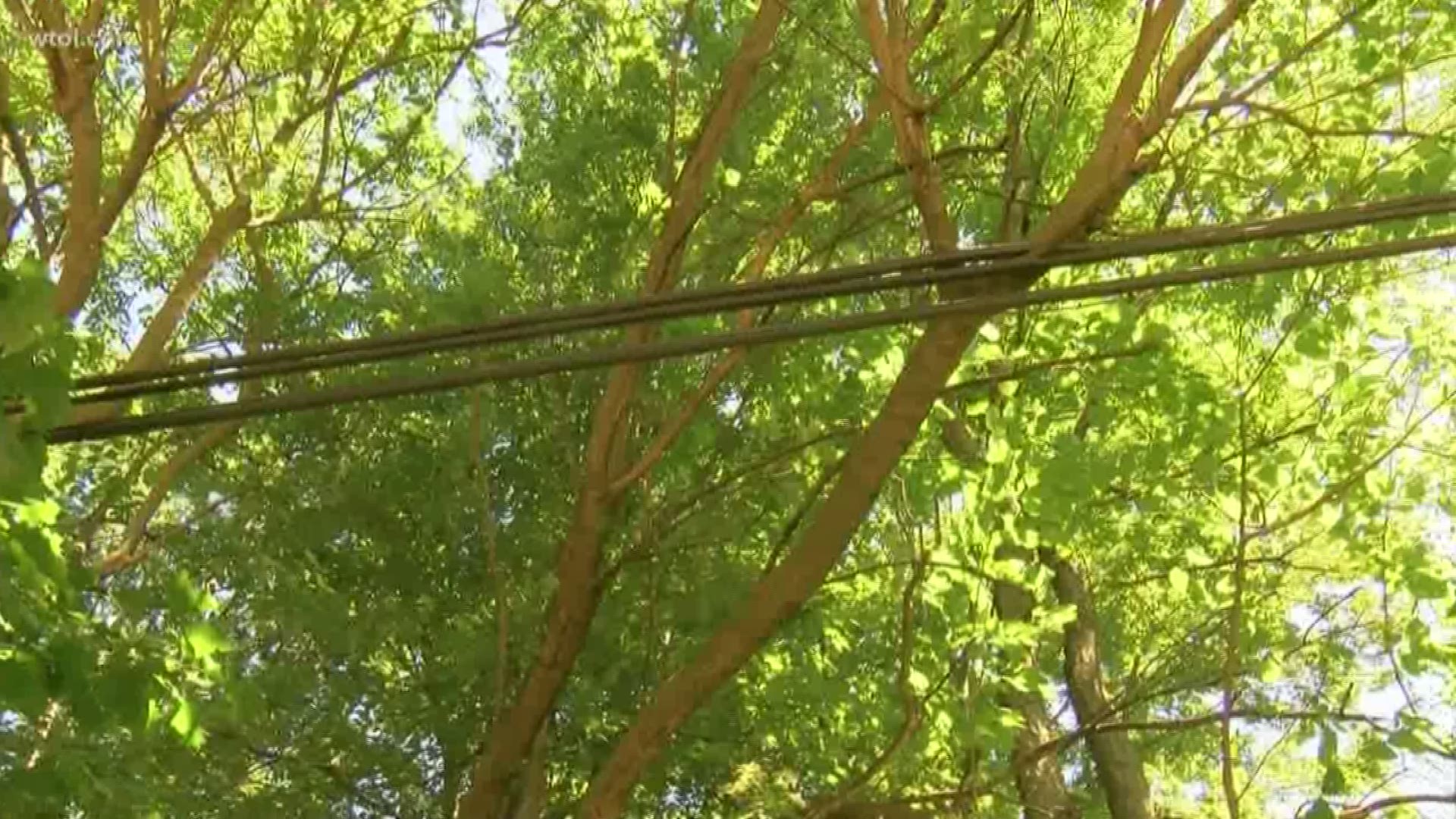 Some Springfield Twp. neighbors are asking for AT&T to trim some tree branches so they don't cause danger to motorists.