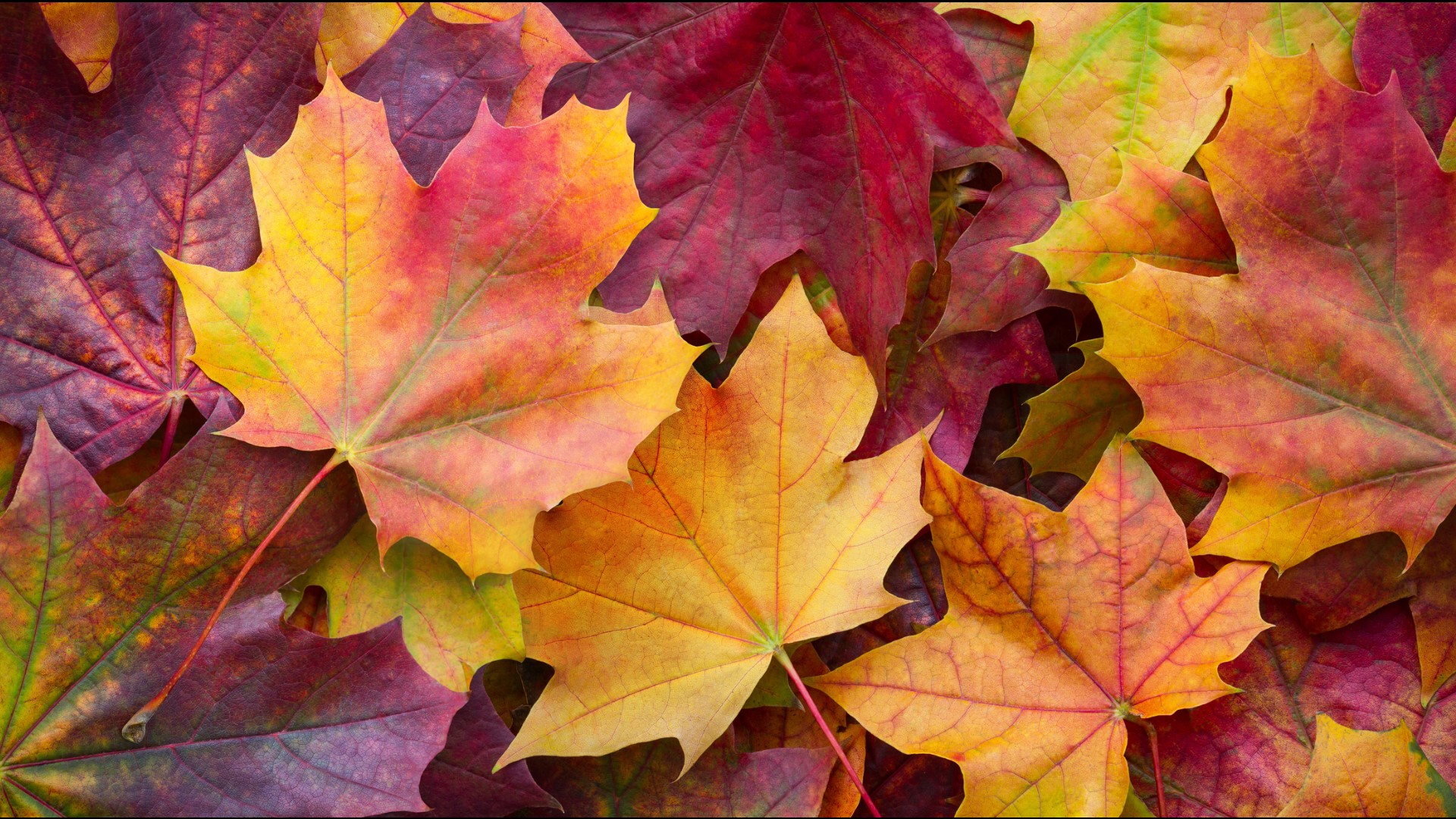 Ohio fall foliage peaks in October with vibrant colors | wtol.com