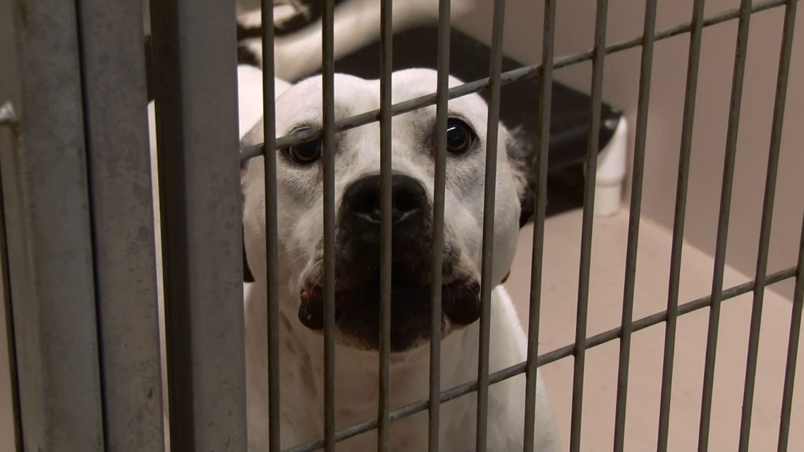 Bestiality is finally illegal in Ohio