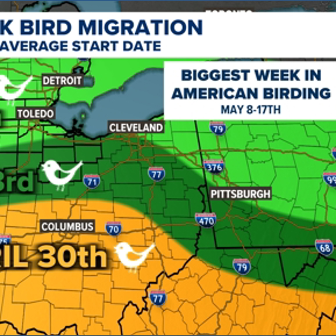 The Biggest Week in American Birding returns to northwest Ohio in May ...