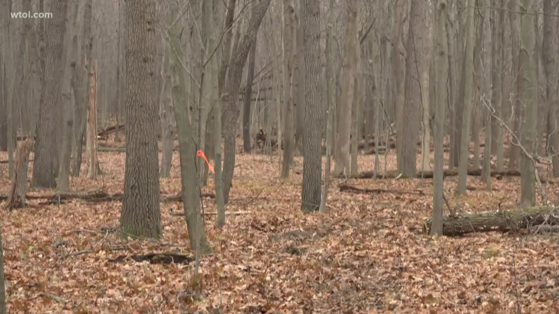 At Wildwood or Oak Openings Metropark, you may have noticed a few oak trees marked with flags. They're marked because they have Oak Wilt.