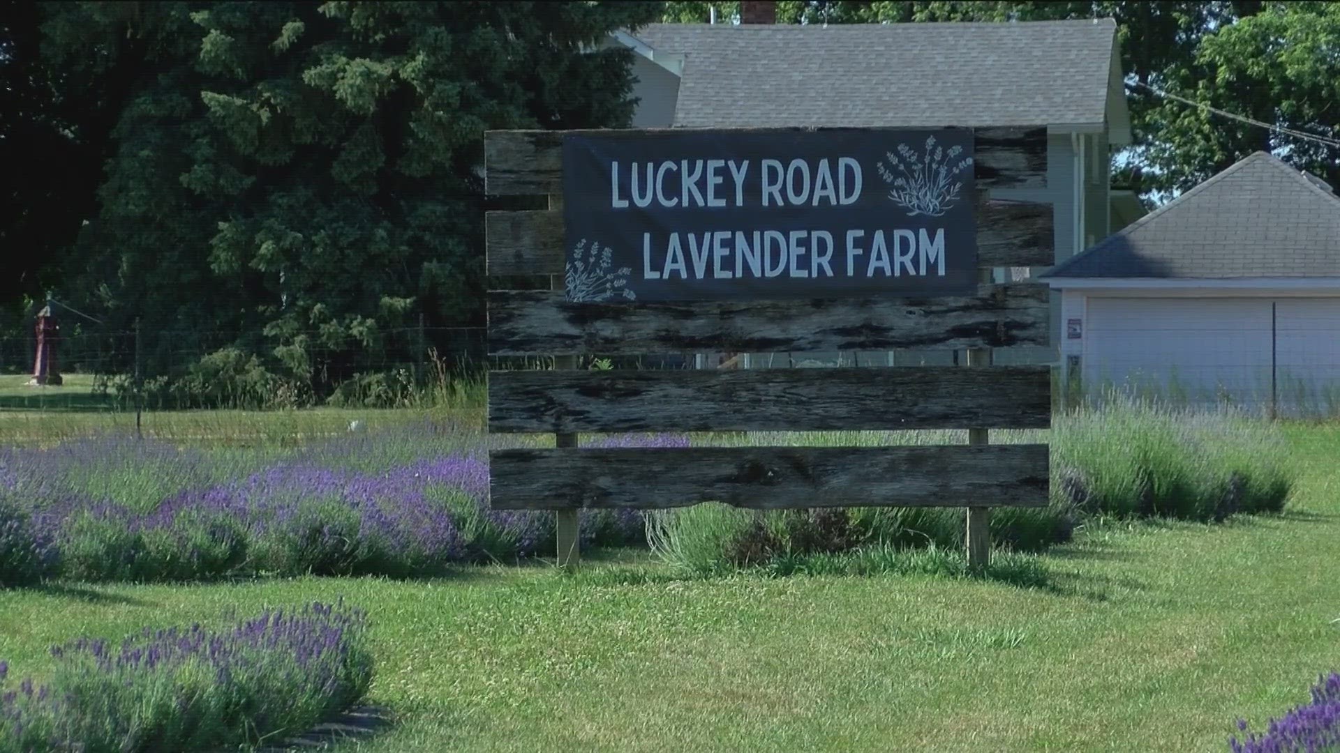 The farm opens at 10 a.m. on Saturday, June 17, and will feature products like fresh lavender, soaps, jewelry, crochet crafts, herbal balms and much more.