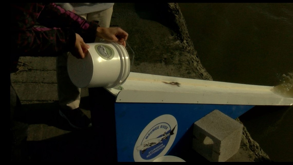 Endangered lake sturgeon getting a boost at Toledo Zoo event - Vimarsana News