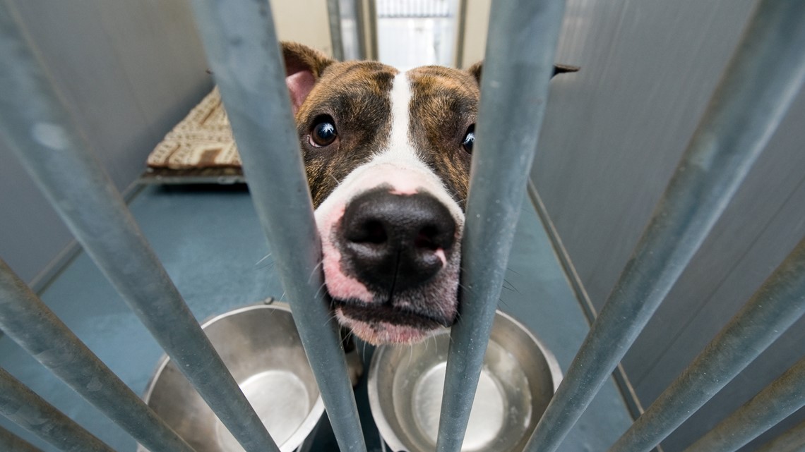 After SPCA campaign, Ohio bans gas chambers to euthanize pets | wtol.com