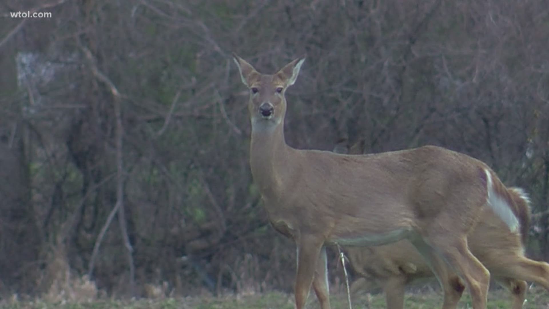 Because right now, we need it: The sights and sounds of nature and deer in the South End of Toledo, captured by WTOL 11 photojournalist Joe Cromer.