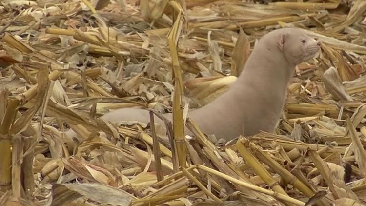Van Wert Co. Sheriff: 25 to 40 thousand minks with a diet consisting of 'fresh kills' released from farm
