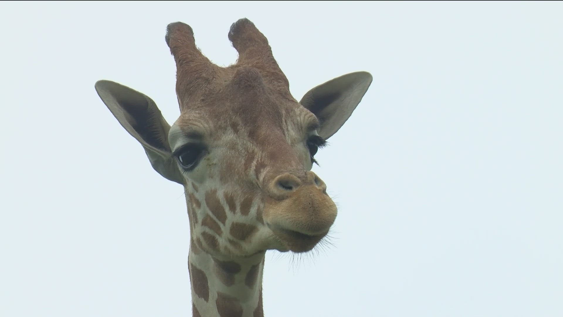 WTOL 11 Photojournalist Cheyenne Katsura shows off some of the amazing wildlife you can see at the African Safari Wildlife Park