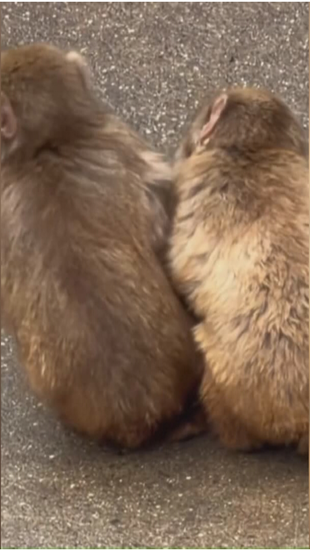 From rocky start to new bonds: Punch the monkey finds his place | wtol.com