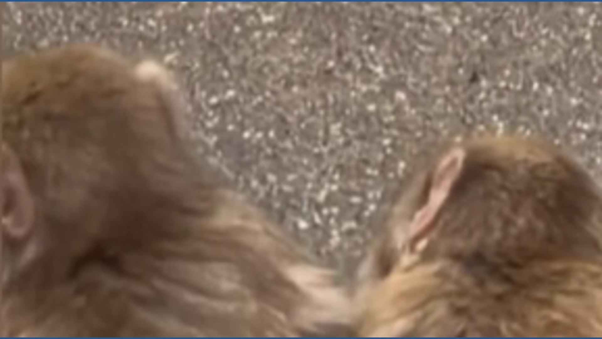 From rocky start to new bonds: Punch the monkey finds his place | wtol.com